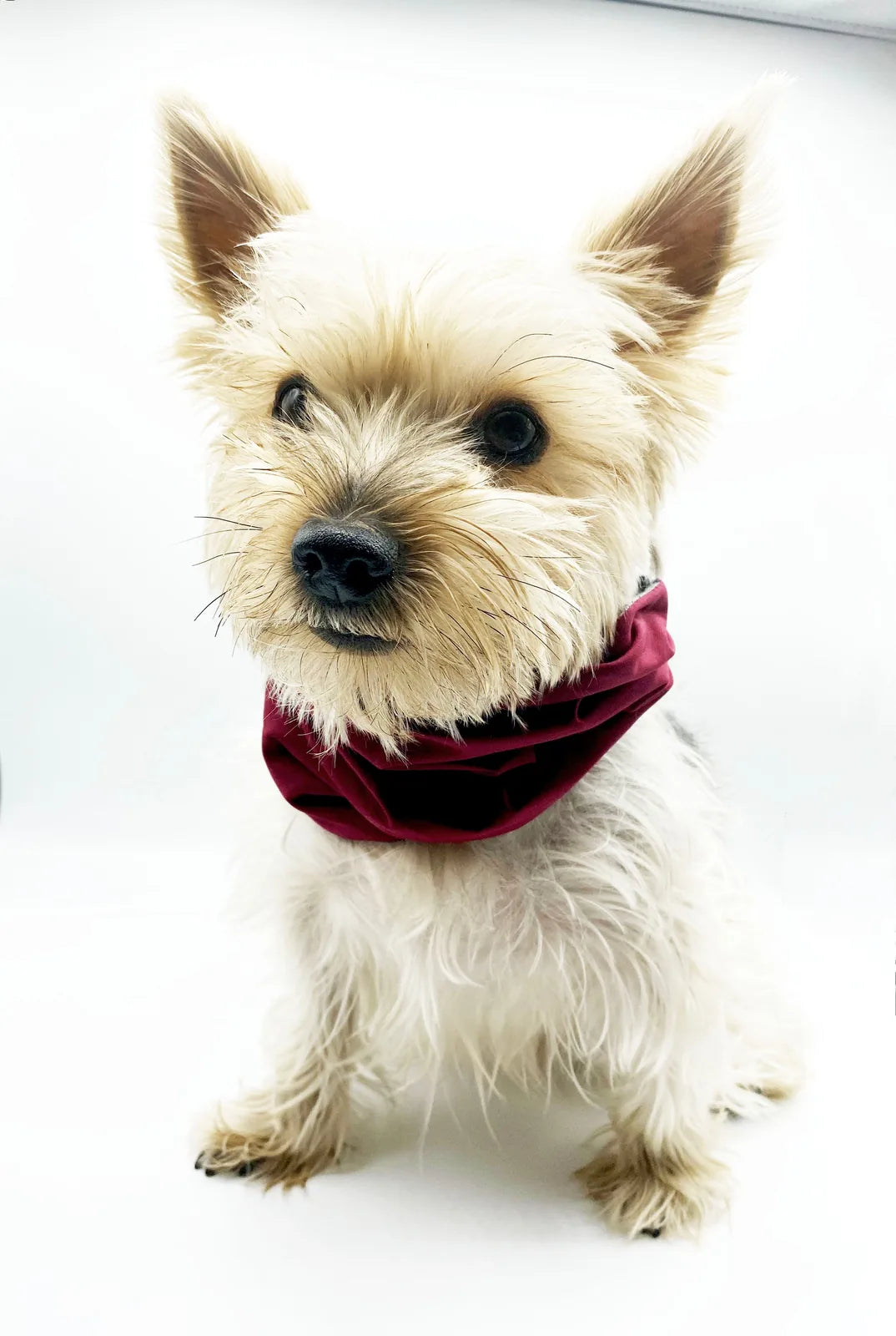 Reversible burgundy snood made from soft cotton flannel, worn by a small dog with fluffy fur, on a white backdrop.