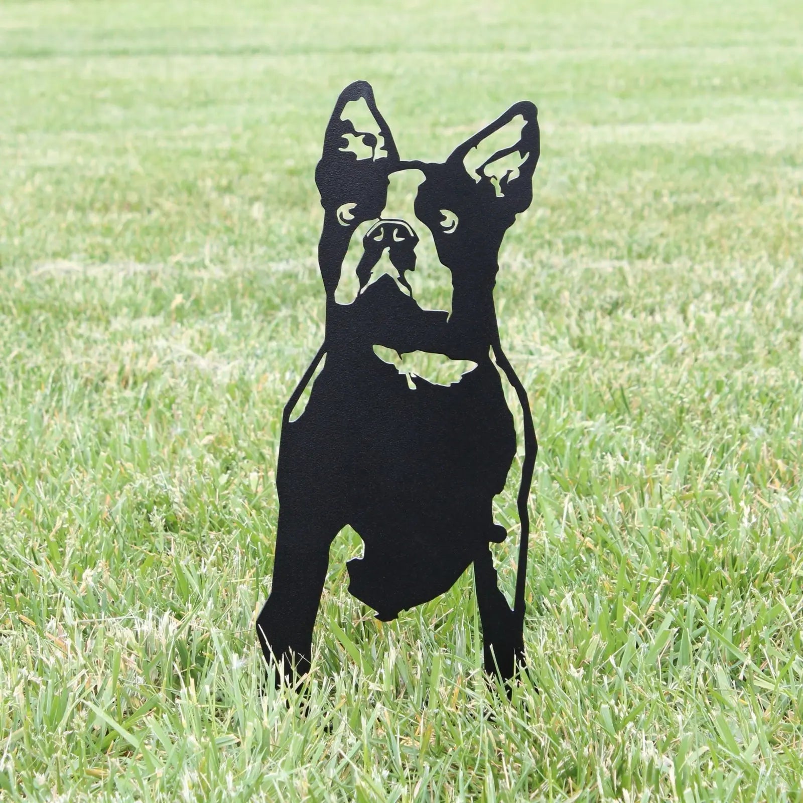Black metal silhouette of a Boston Terrier standing on green grass, showcasing detailed features for outdoor decor.