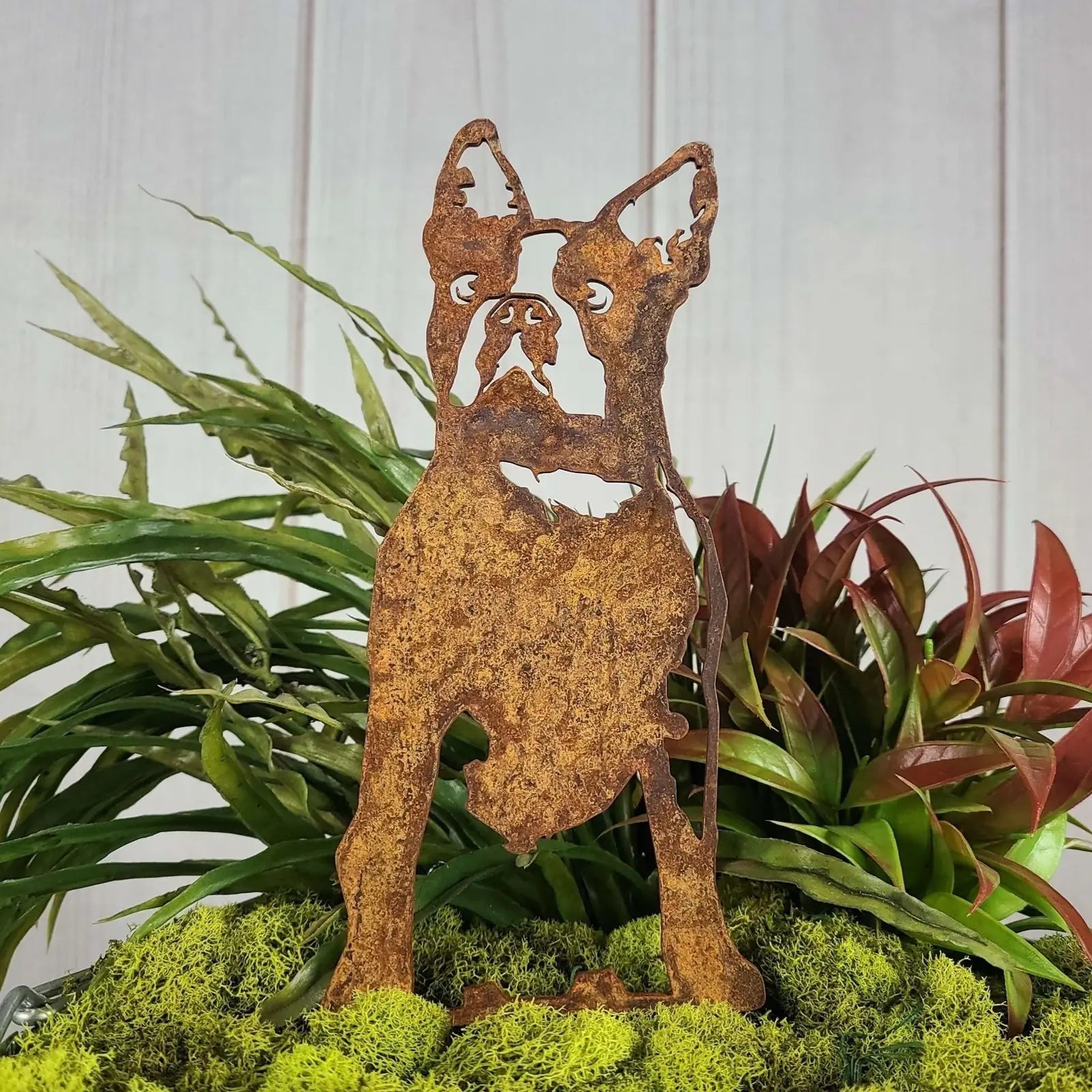 Rusty Corten steel silhouette of a Boston Terrier, positioned among vibrant green plants and moss.
