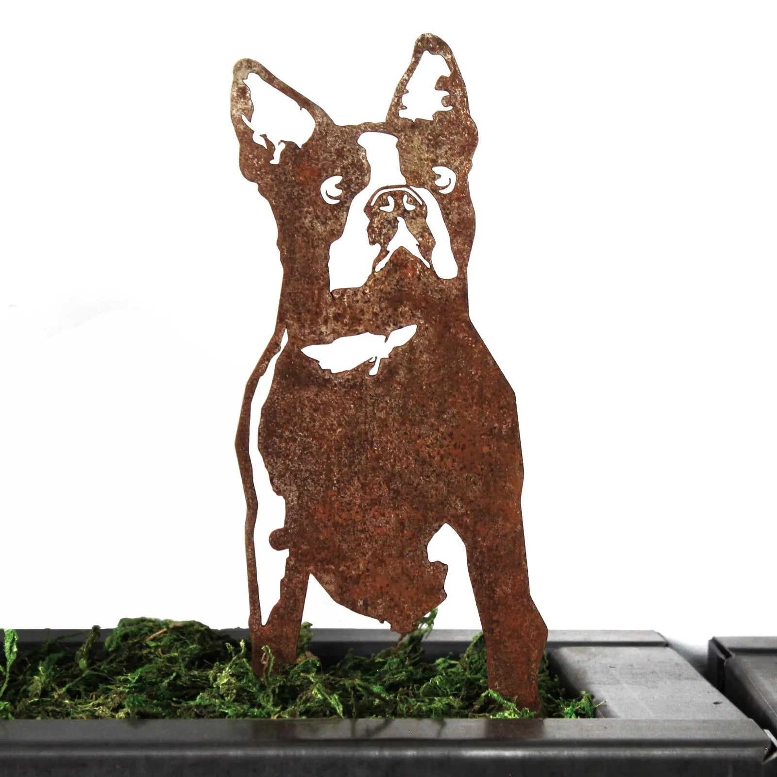 Rusty Corten steel silhouette of a Boston Terrier, showcasing intricate details, positioned in green moss decor.