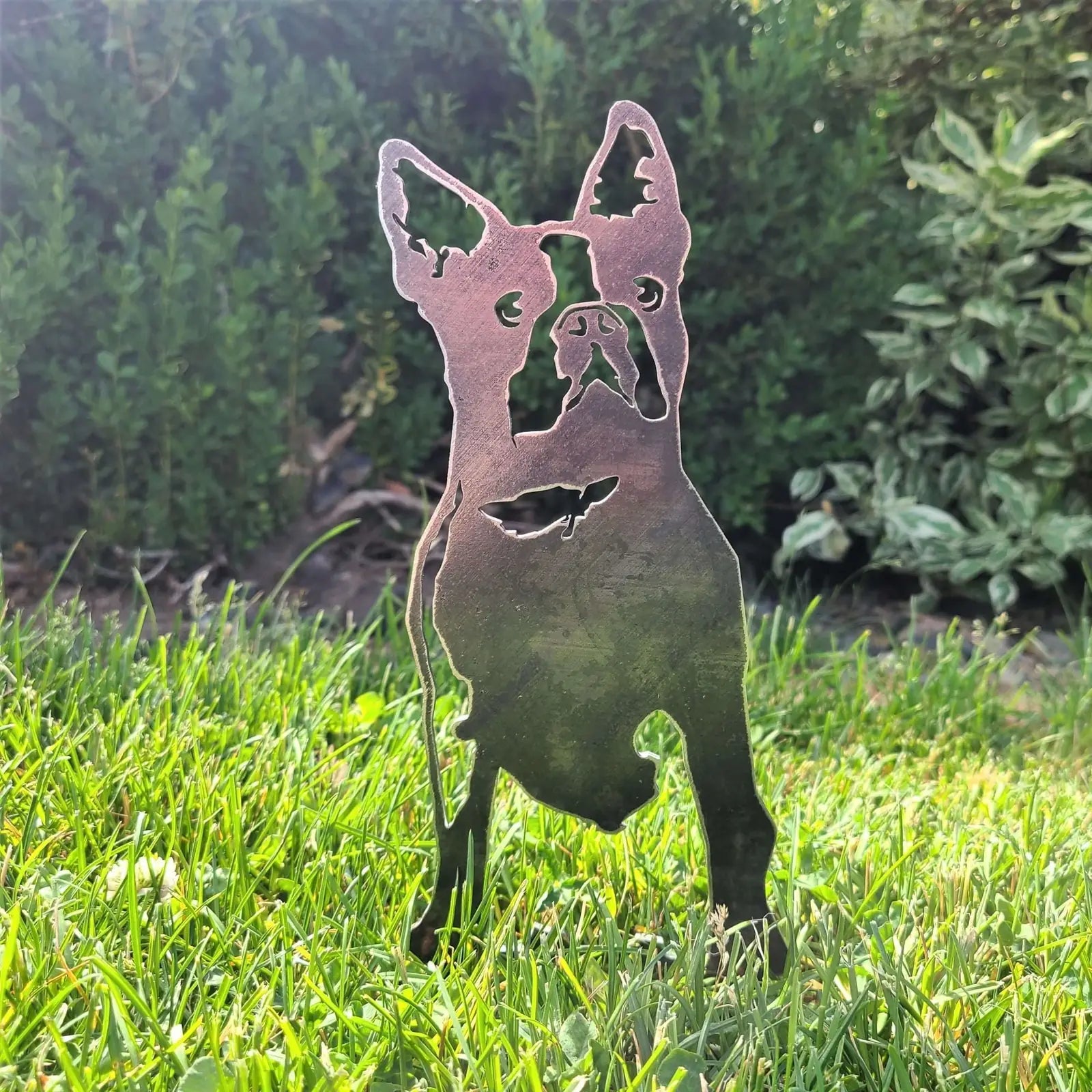 Boston Terrier metal silhouette in weathered steel stands in a grassy outdoor space, showcasing its unique design.
