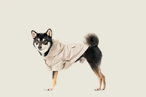 Beige Bowery raincoat on a Shiba Inu, featuring adjustable straps and a stylish, functional design for wet weather.
