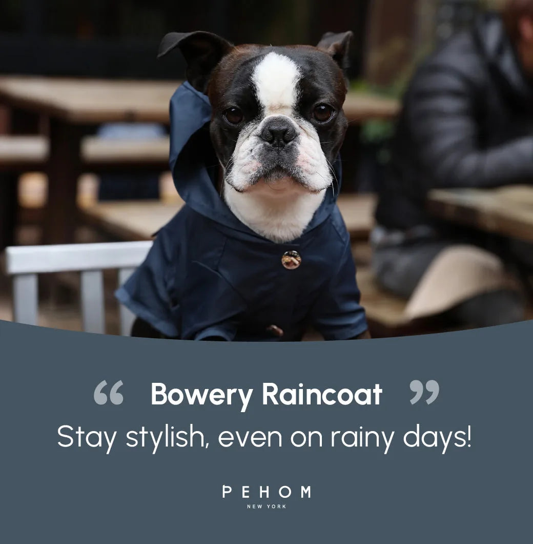 Stylish blue Bowery raincoat on a French Bulldog, featuring a hood and shiny snap closure. Perfect for rainy days.