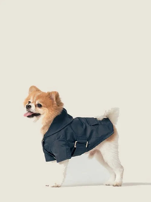 Blue Bowery Raincoat on a fluffy tan dog, featuring snap closures and an adjustable belt for comfort.