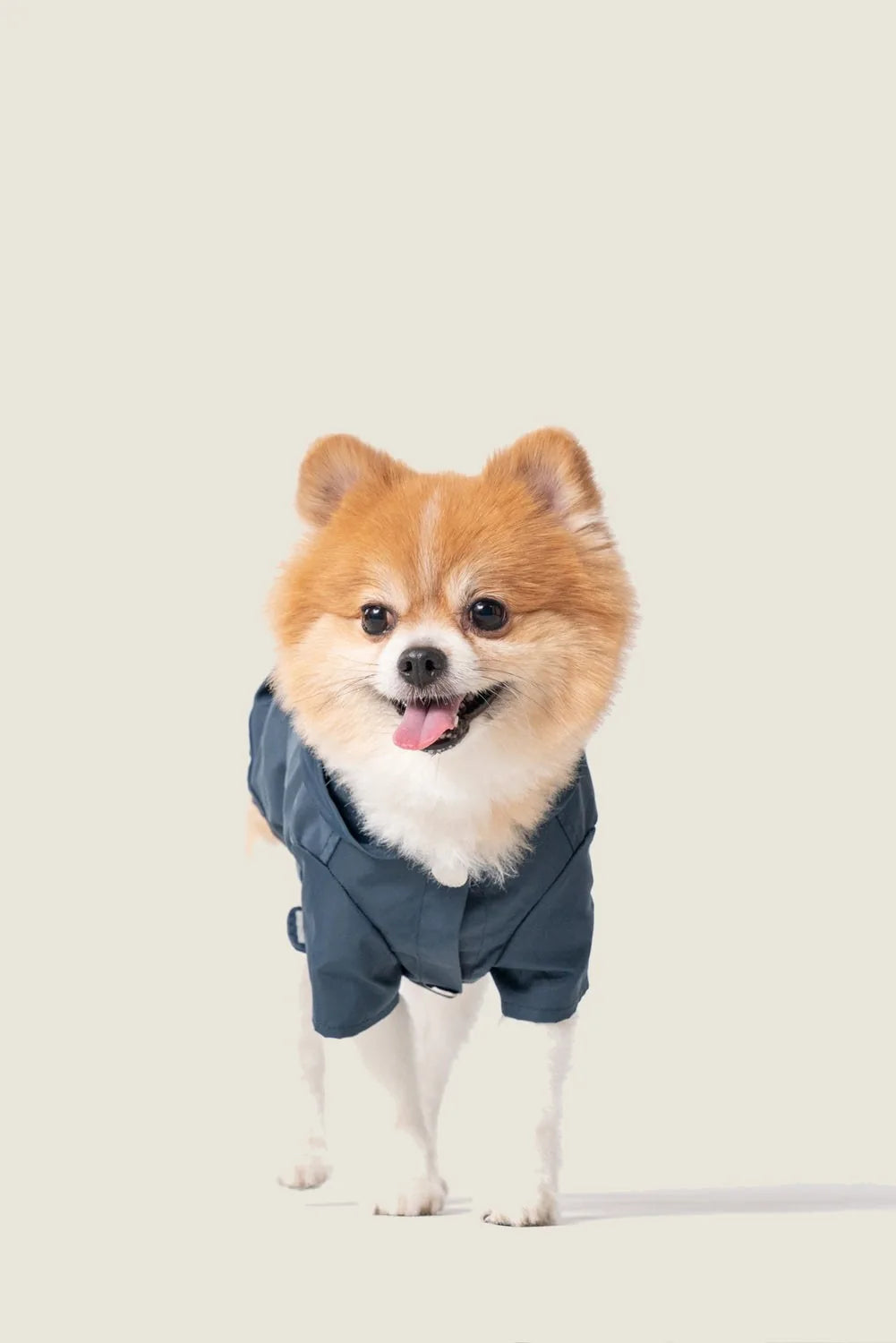 Blue Bowery Raincoat on a fluffy Pomeranian, featuring a secure fit and a stylish design for dog apparel.