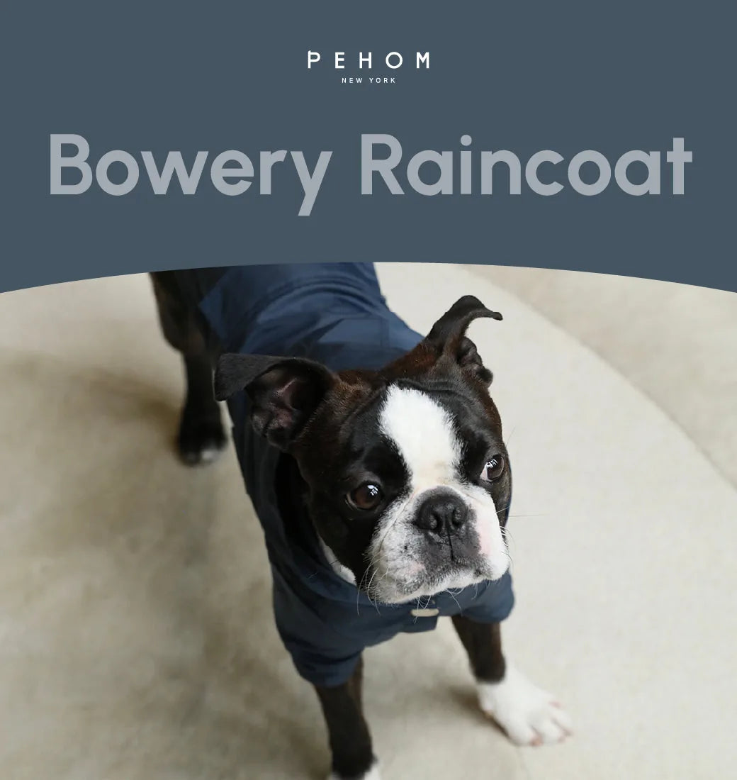Boston Terrier wearing a blue Bowery raincoat, showcasing a snug fit and stylish design, on a light-colored surface.