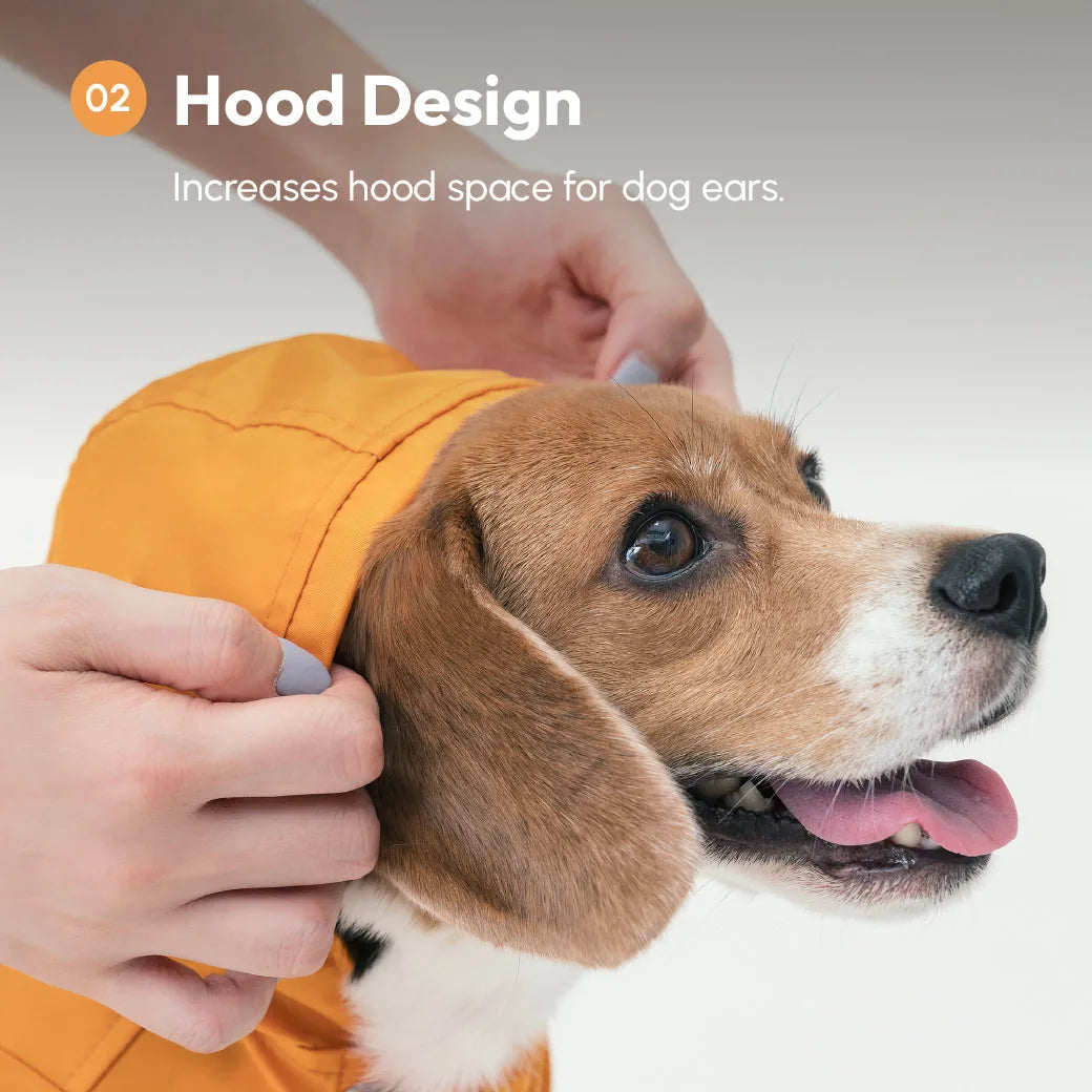 Beagle wearing an orange BOWERY RAINCOAT, showcasing the hood design for dog ear comfort.