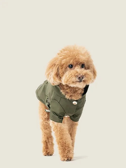 Golden poodle wearing a green Bowery raincoat with adjustable Velcro and logo snaps, perfect for stylish dog apparel.