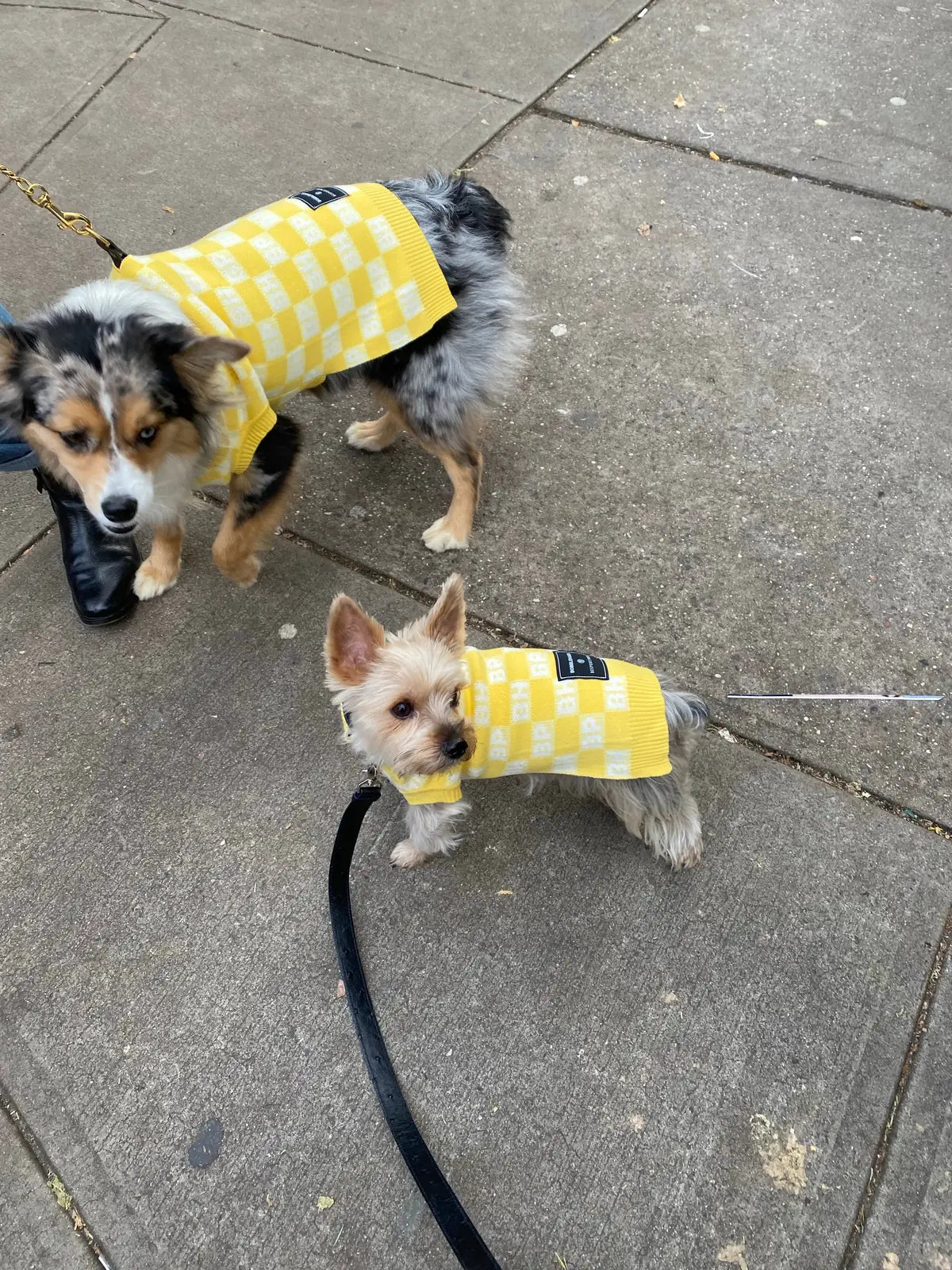 Two small dogs wear bright yellow check-patterned sweater vests, showcasing soft recycled fabric on a sidewalk.