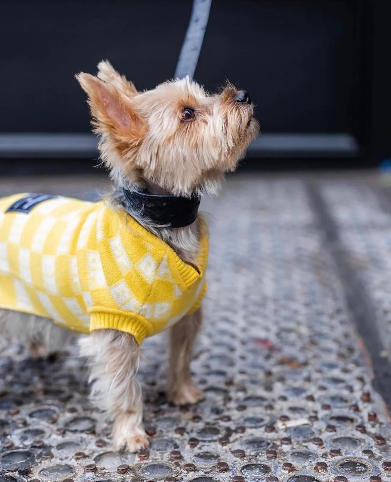Small dog wearing a soft yellow check sweater vest, standing on a textured surface, showcasing eco-conscious style.