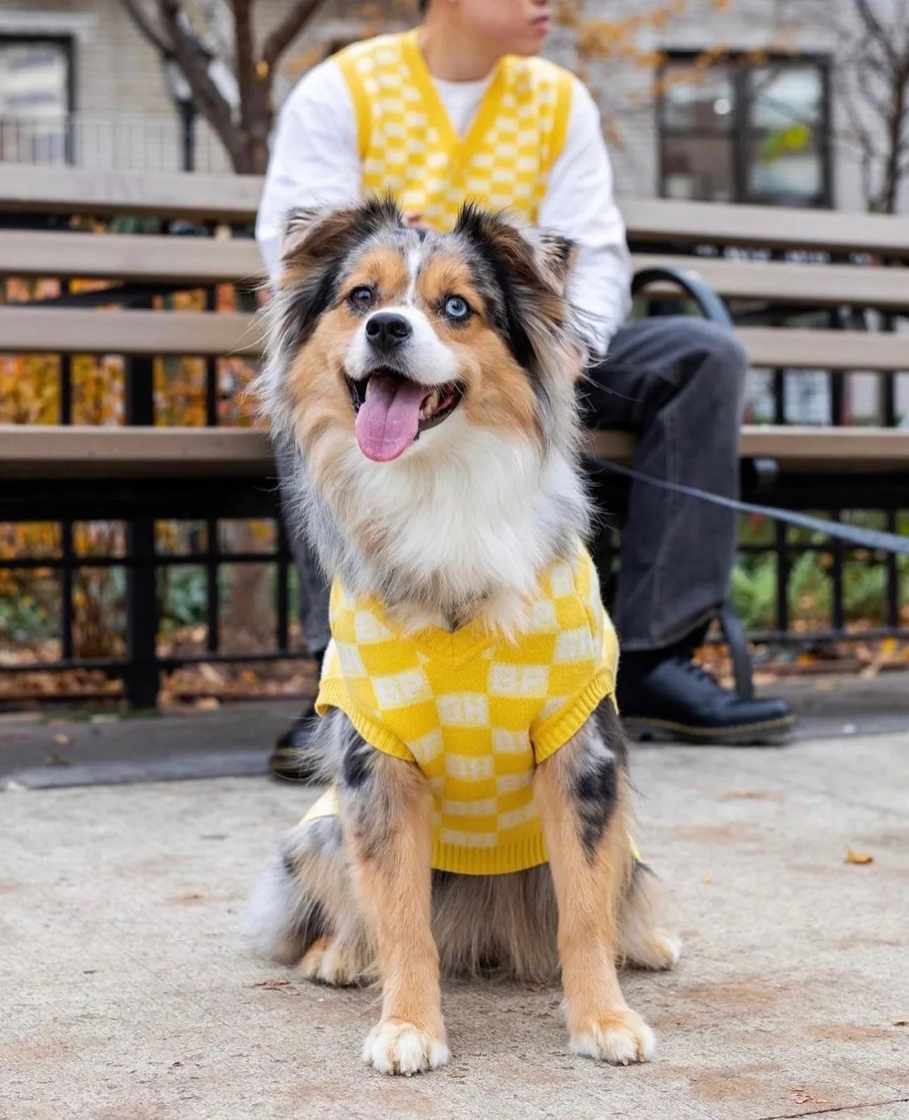 Yellow check sweater vest on a happy dog, showcasing the cozy recycled knit and distinctive BP x BH pattern.