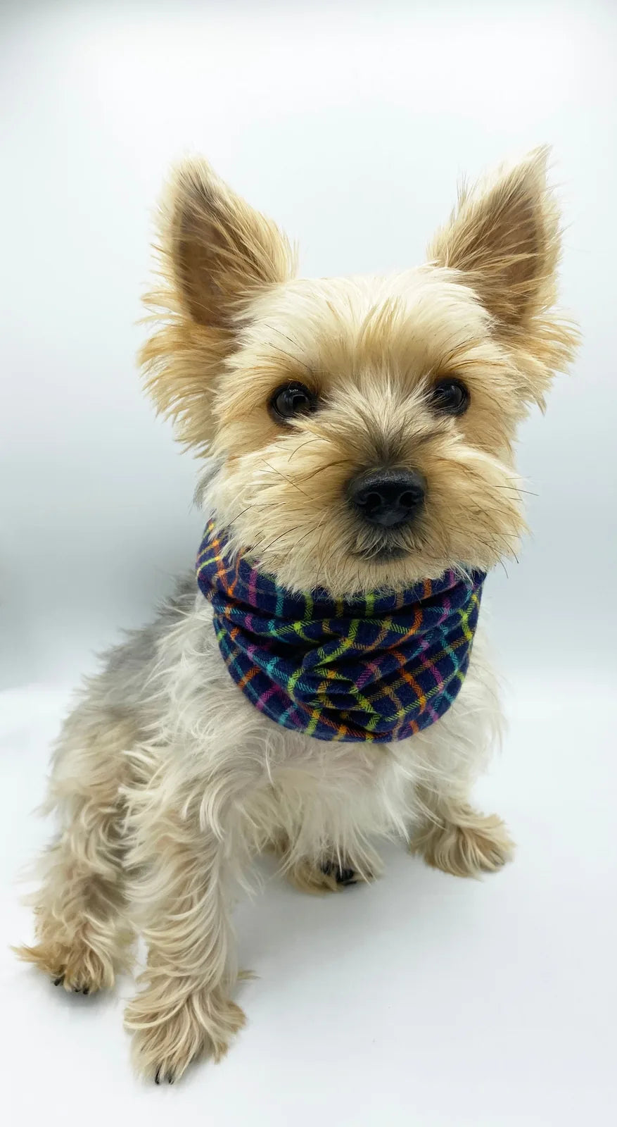 Brett Reversible Pet Snood features a colorful plaid design, keeping the dog cozy and stylish for chilly walks.