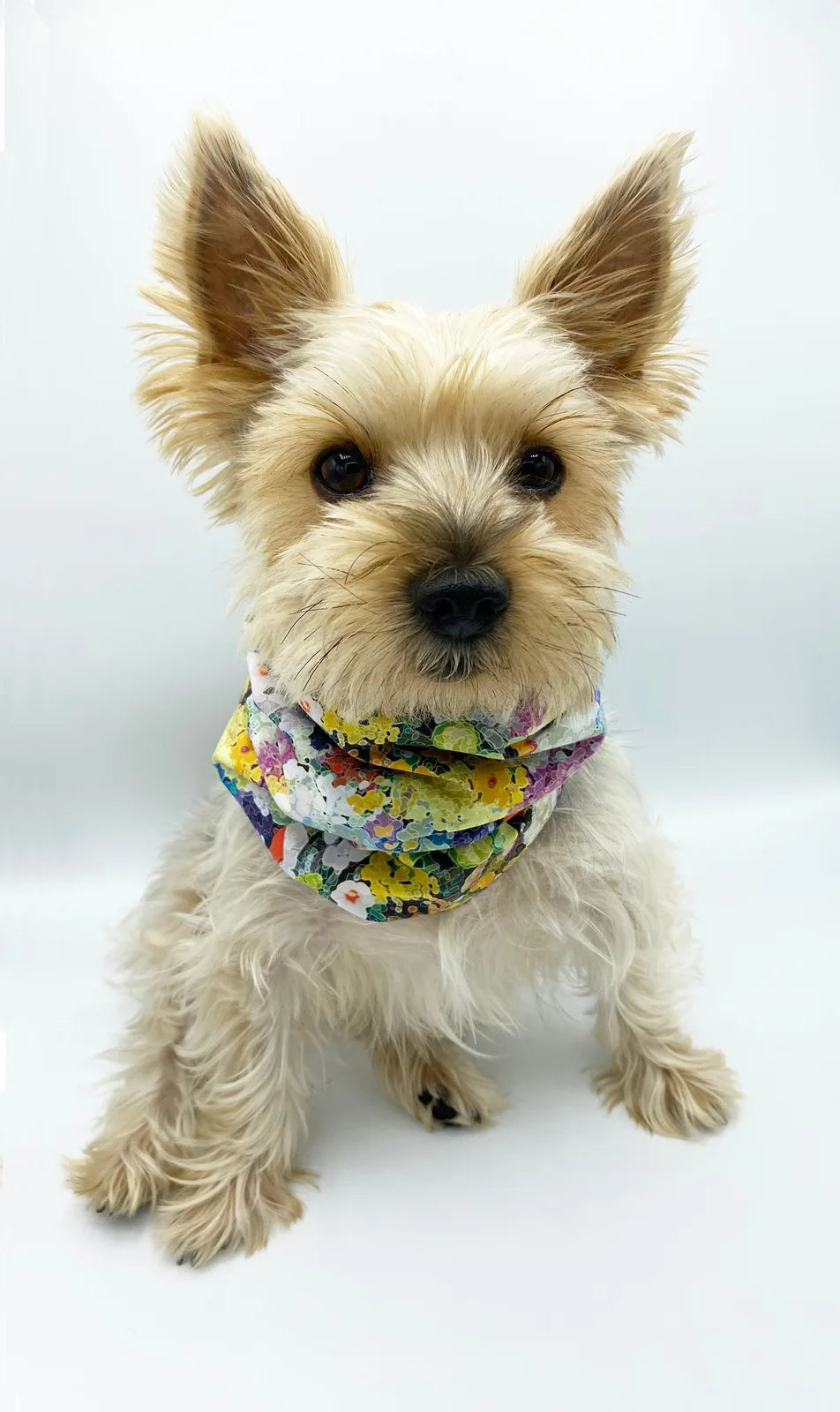 Colorful floral snood on a small dog, featuring a vibrant design with various hues against a light background.