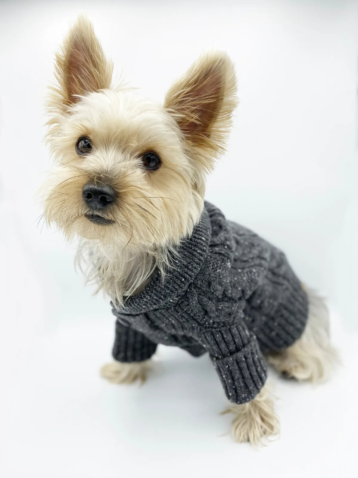 Charcoal Brooklyn Cashmere Cardigan on a small dog, featuring a shawl collar and cozy knit design.