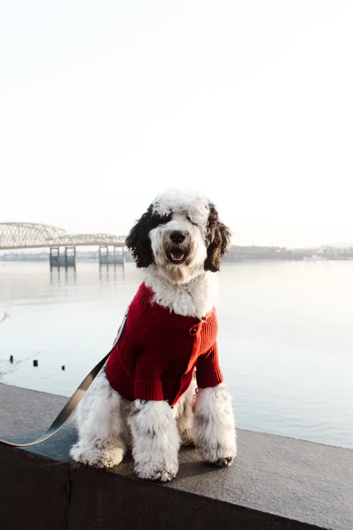 A dog in a garnet cashmere cardigan with a shawl collar and leather buttons sits by the water, smiling contentedly.