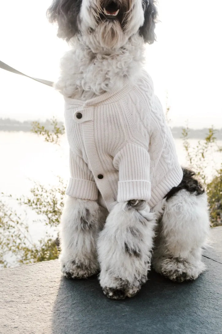 Soft ivory cashmere cardigan with buttons, worn by a fluffy dog, perfect for stylish outdoor walks.