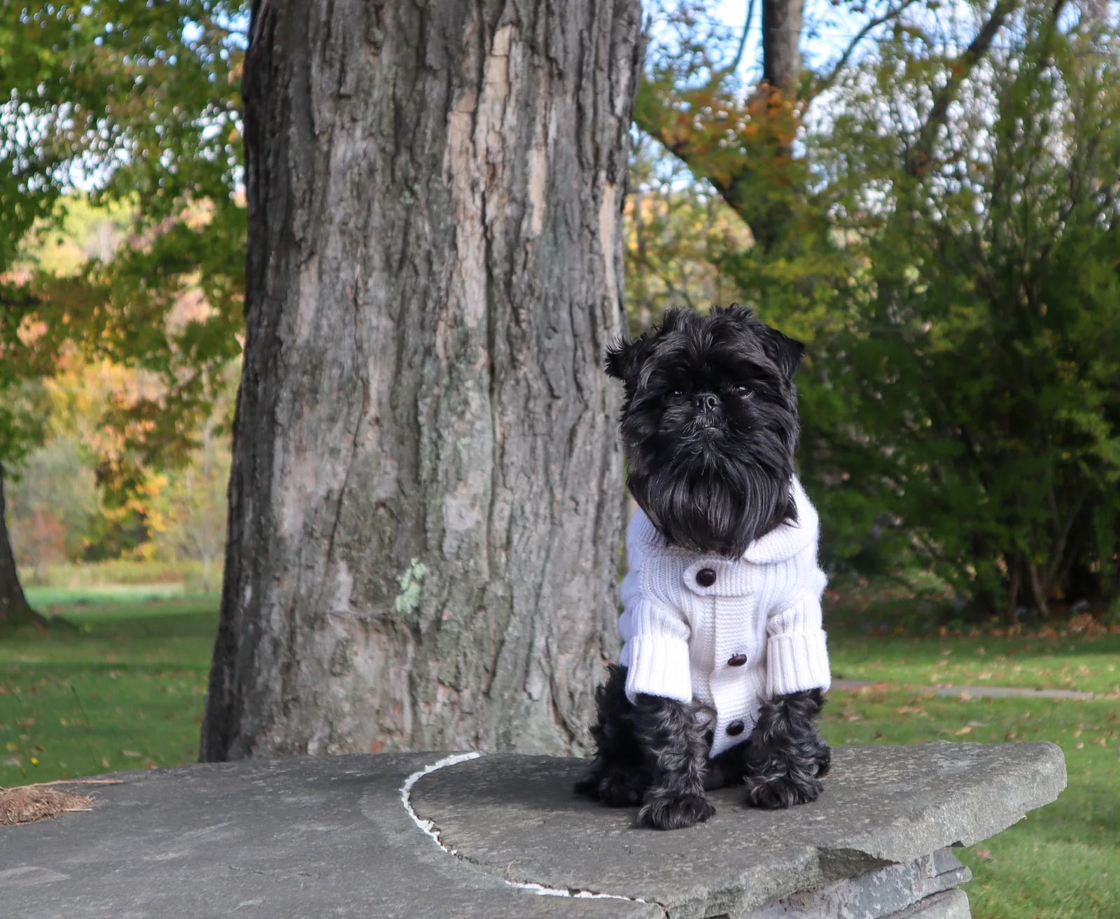Stylish dog in a white Brooklyn Cashmere Cardigan with buttons, sitting on a stone surface in an outdoor setting.