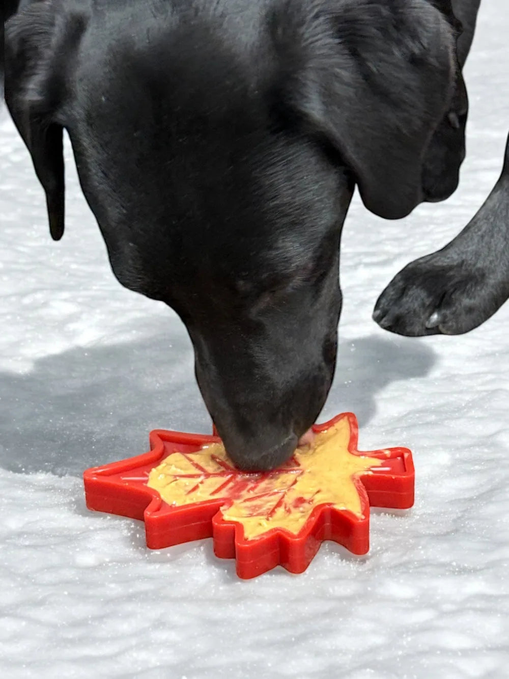 Black dog engaging with a red Canadian maple leaf chew toy filled with a soft treat on a snowy surface.