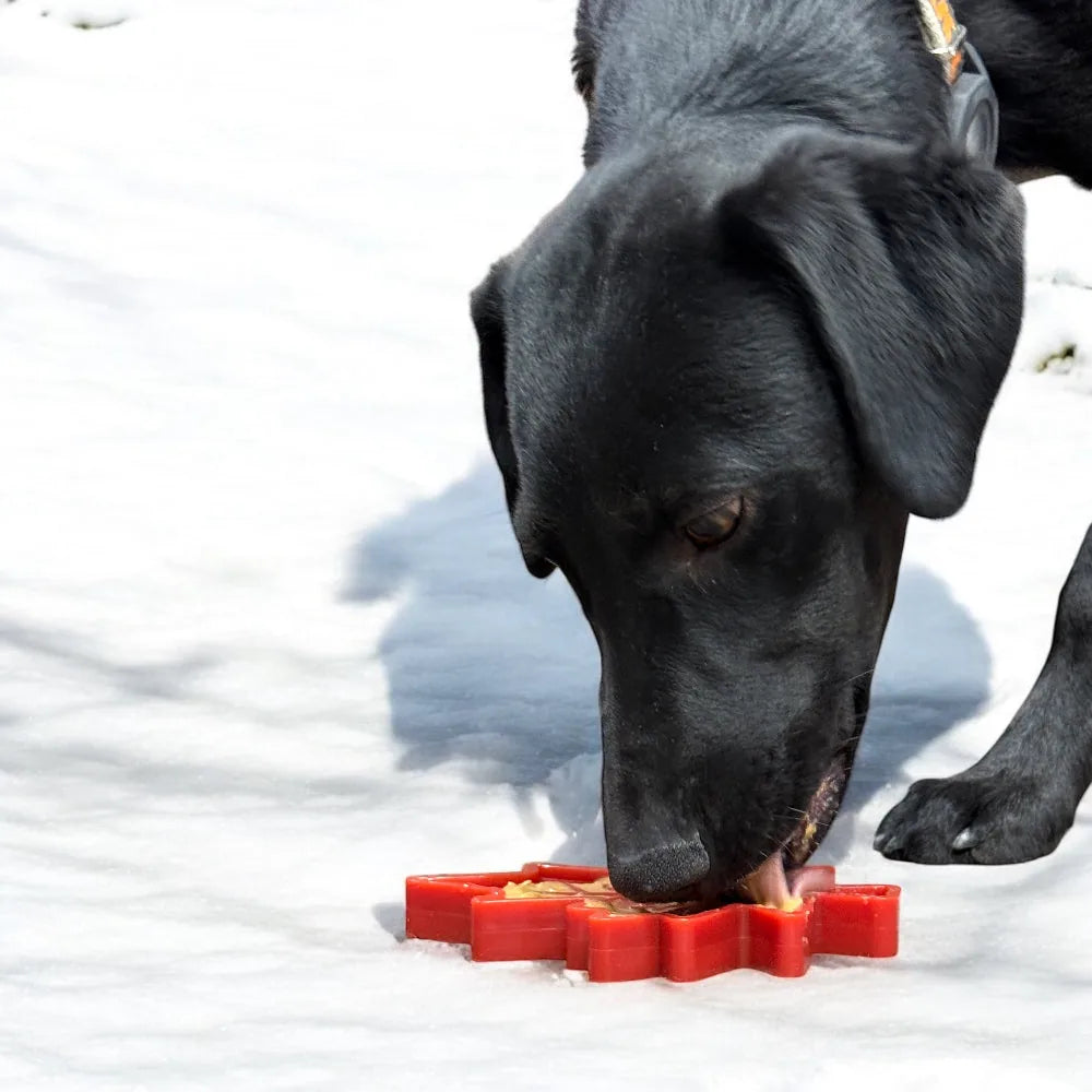 Black dog chewing on a red Canadian Maple Leaf nylon chew toy in the snow.