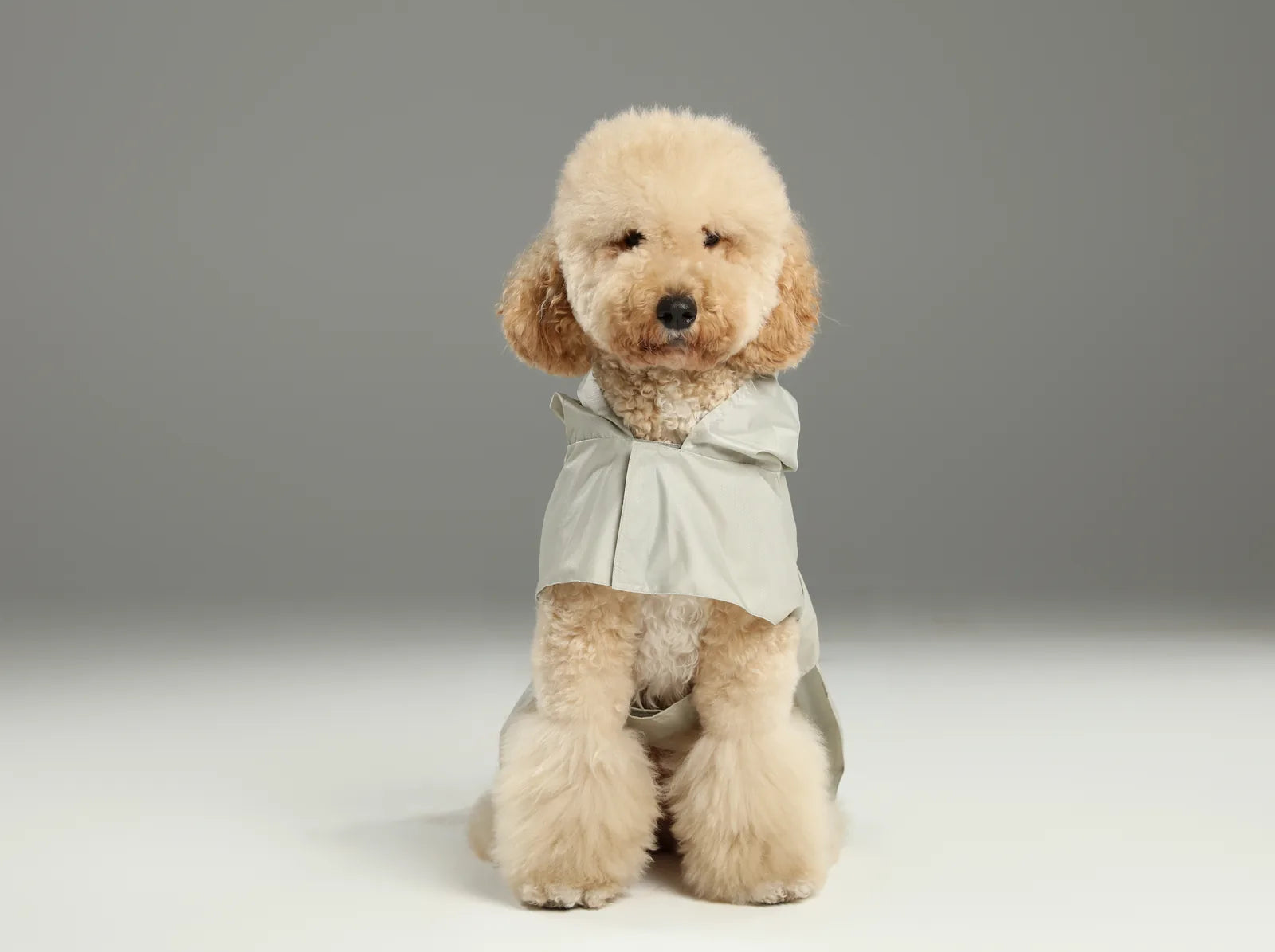 Beige lightweight raincoat on a fluffy dog, designed for comfort and easy wear in wet weather.