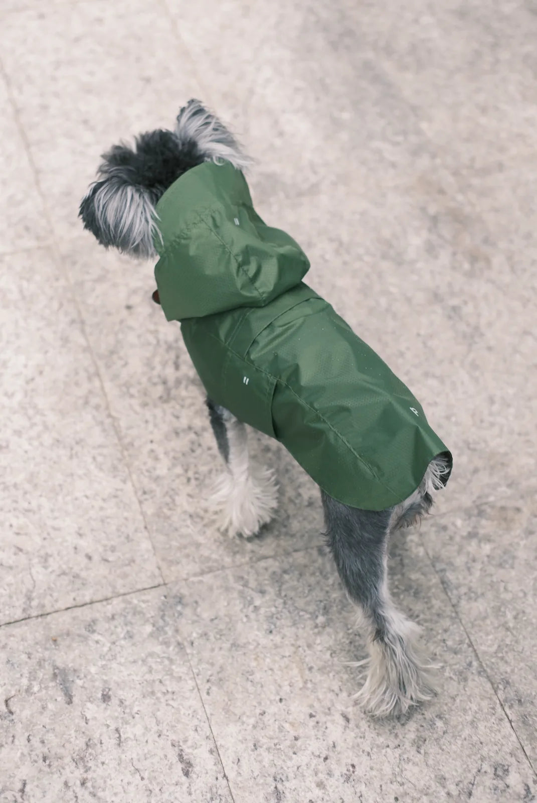 Dog wearing a lightweight blue raincoat with a hood, showcasing a fitted design for comfort and movement.