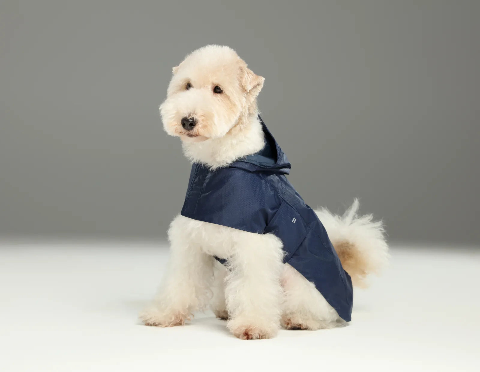 Blue lightweight raincoat on a fluffy dog, featuring a cloak design with a hood and adjustable straps.