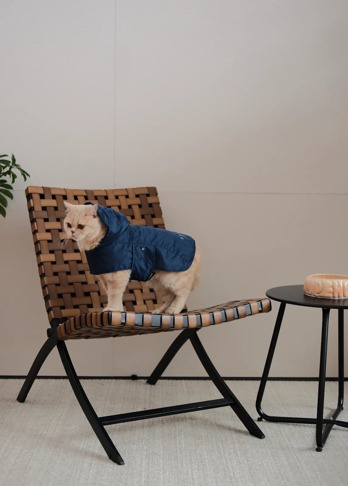 Lightweight blue raincoat on a seated dog, showcasing a one-piece design with an adjustable hood and straps.