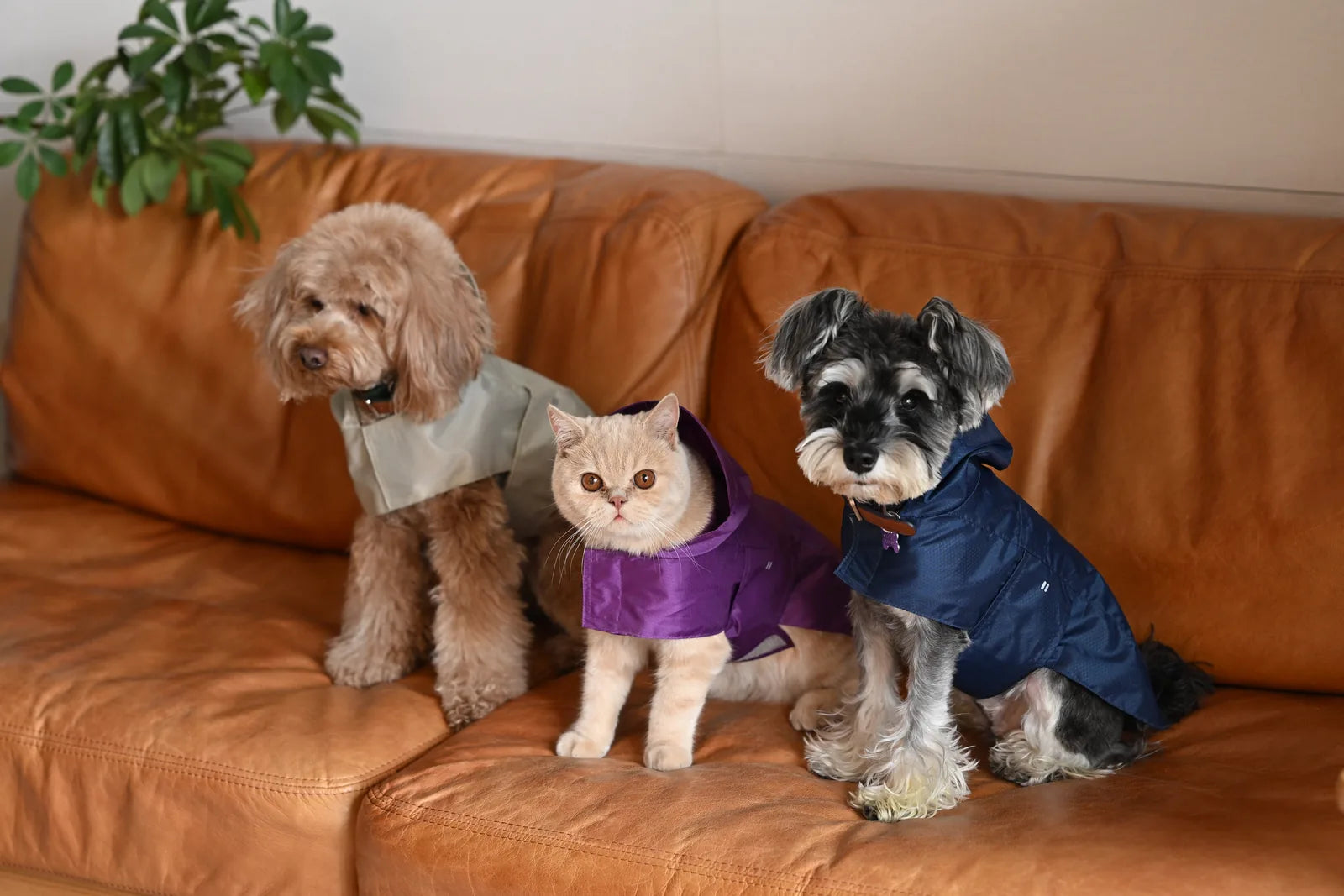 Blue Capsule Raincoat on a small schnauzer, sitting next to a cat in purple and a dog in grey raincoats.