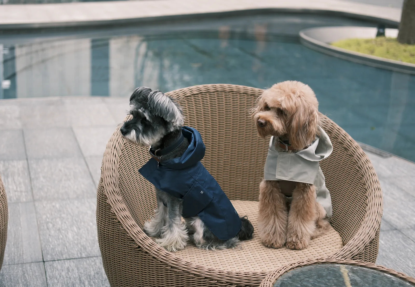 Blue raincoat on a small dog sitting in a woven chair, showcasing its lightweight design and hood.