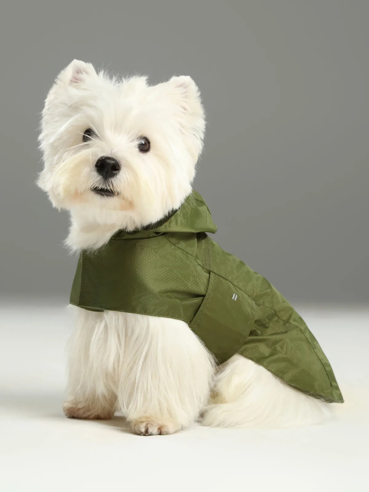 Green lightweight raincoat on a small, fluffy white dog, featuring a hood and secure adjustable straps.