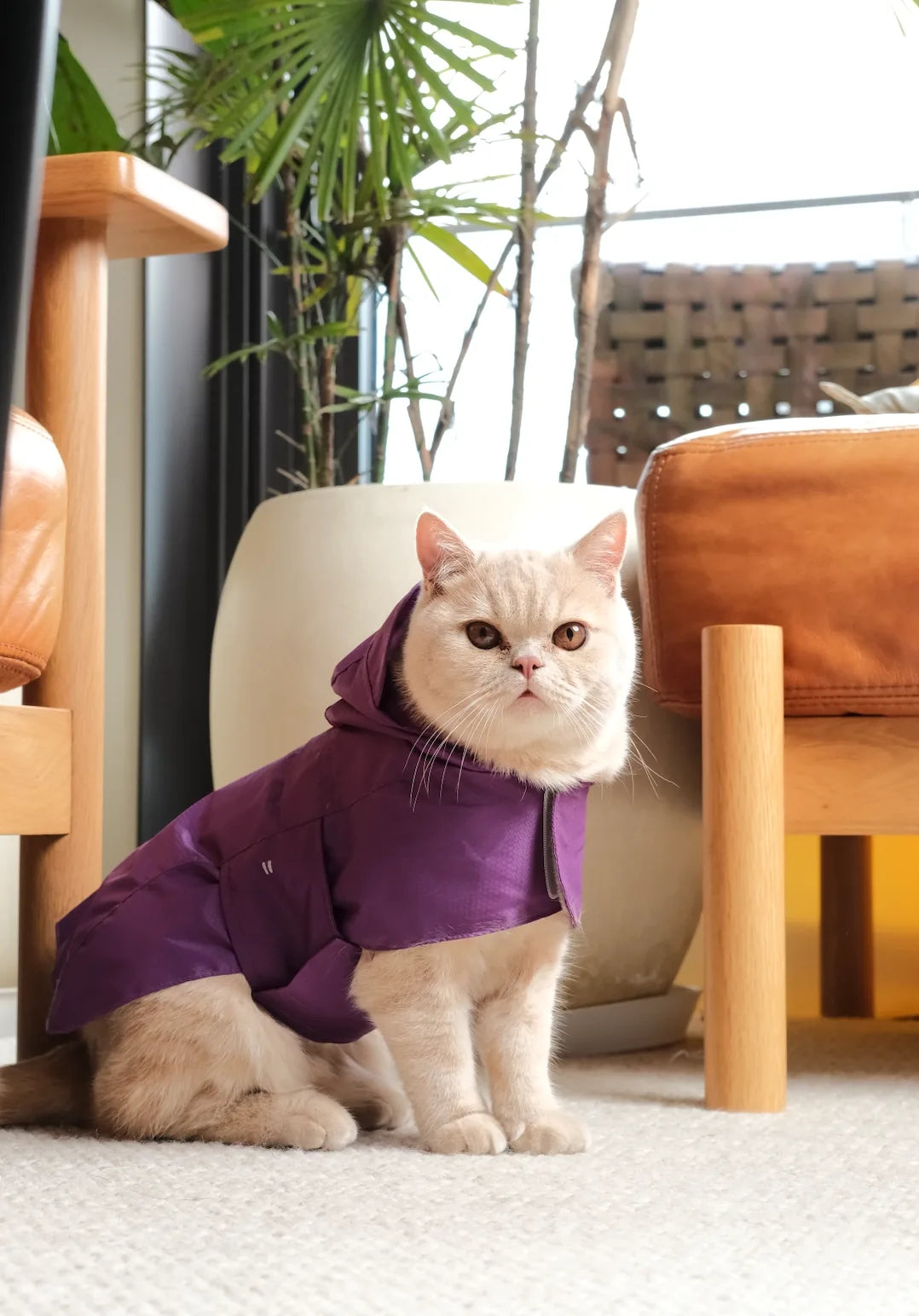 Lightweight green raincoat on a beige dog, designed for comfort and visibility, set in a cozy indoor environment.