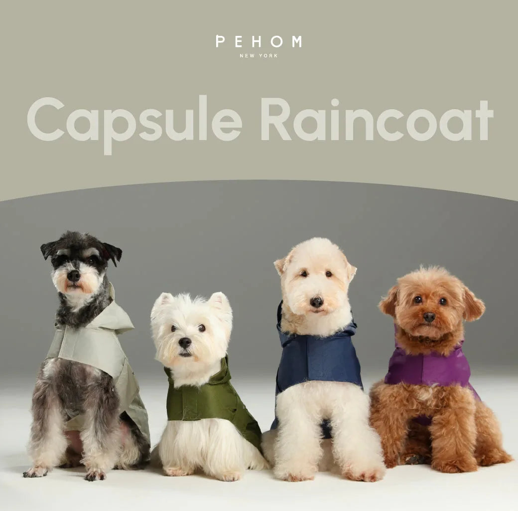 Four adorable dogs wearing colorful lightweight raincoats, showcasing green, navy, gray, and purple designs.