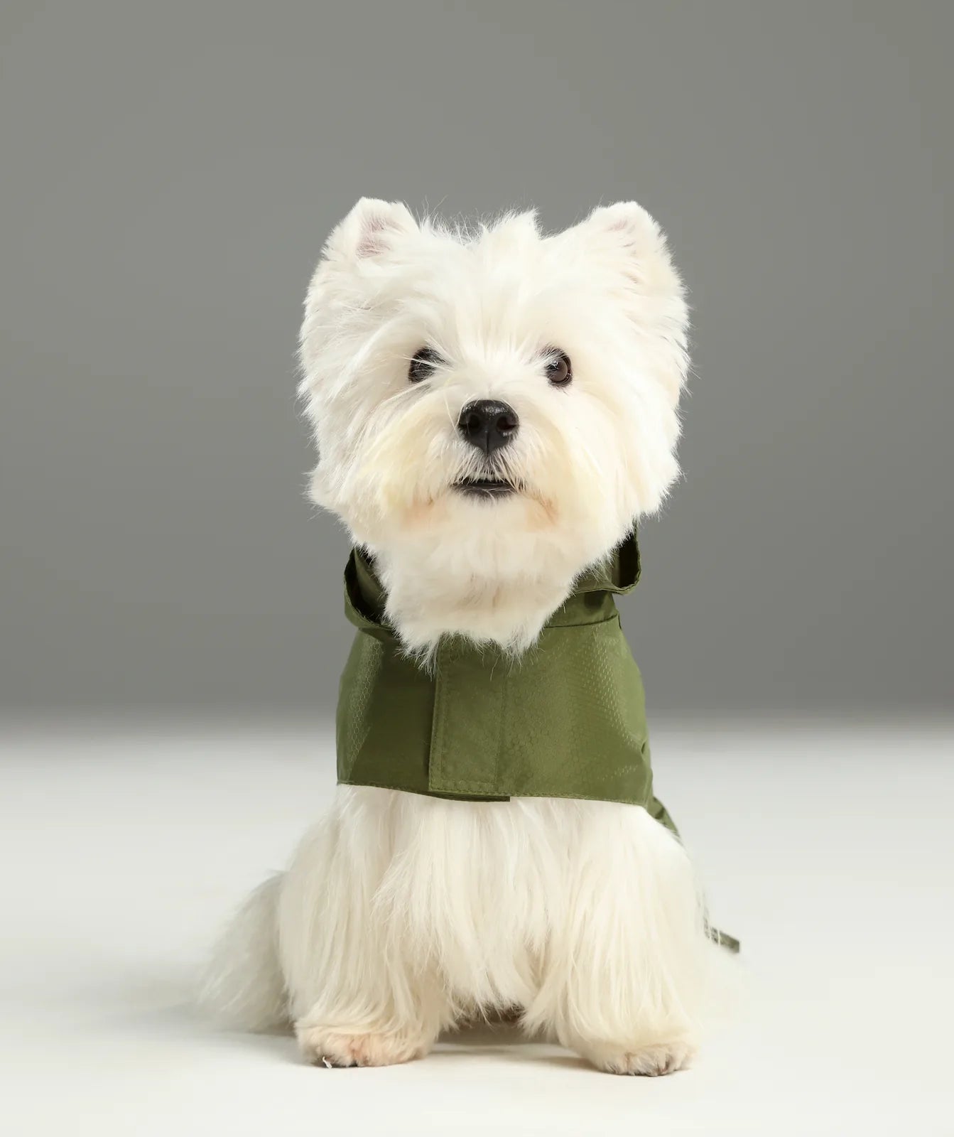 Lightweight green raincoat on a small white dog, featuring a snug fit and hood for weather protection.
