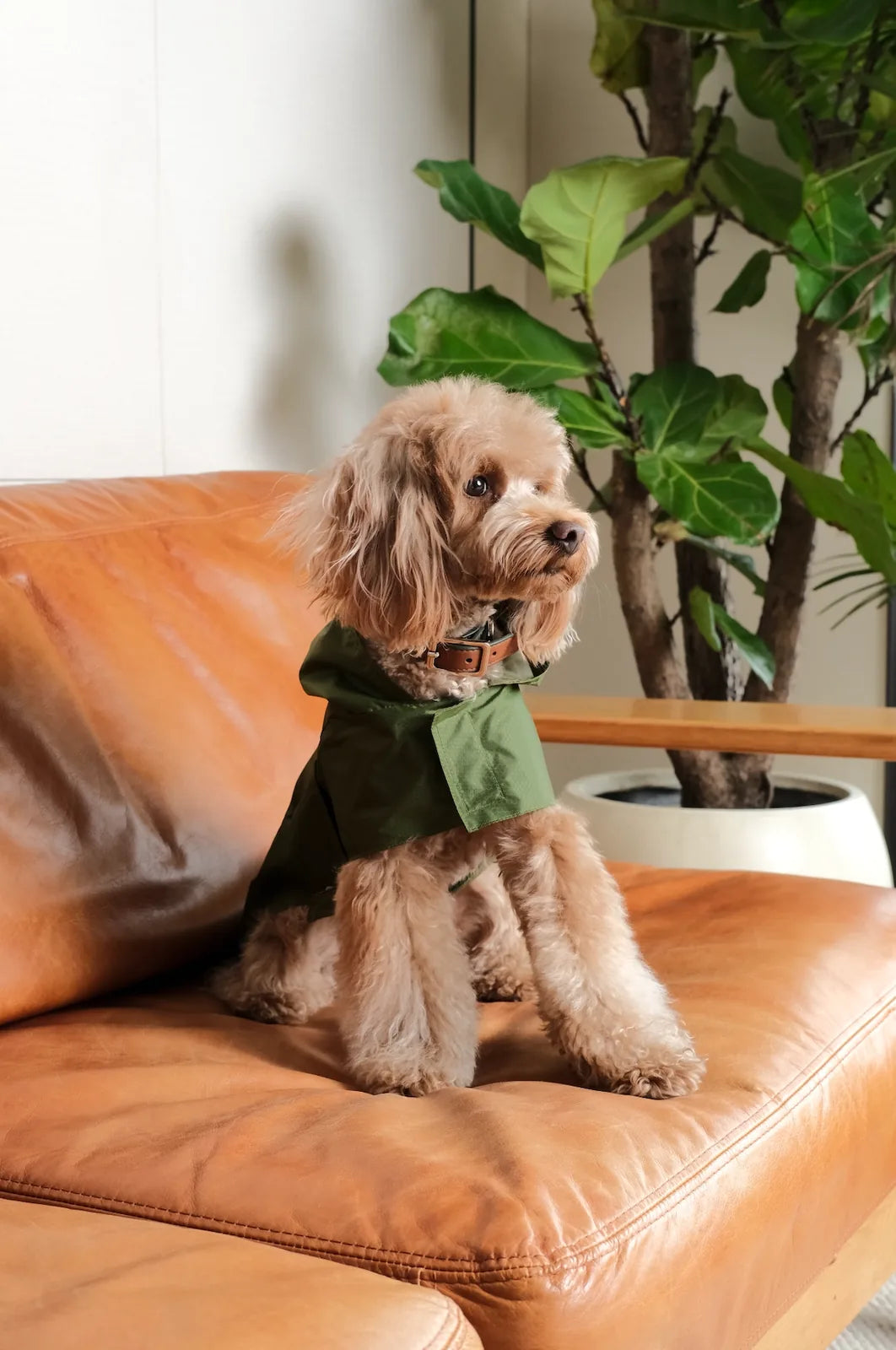 Dog wearing a lightweight green raincoat on a leather couch, with a plant in the background.