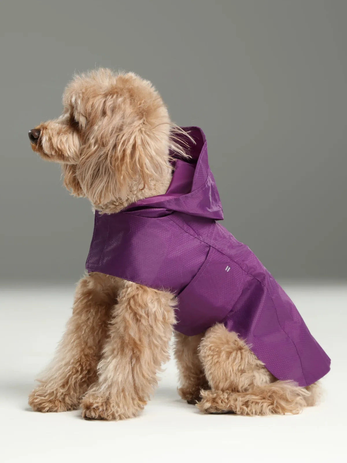 Purple lightweight raincoat on a fluffy dog, featuring a fitted design and hood for protection from rain.