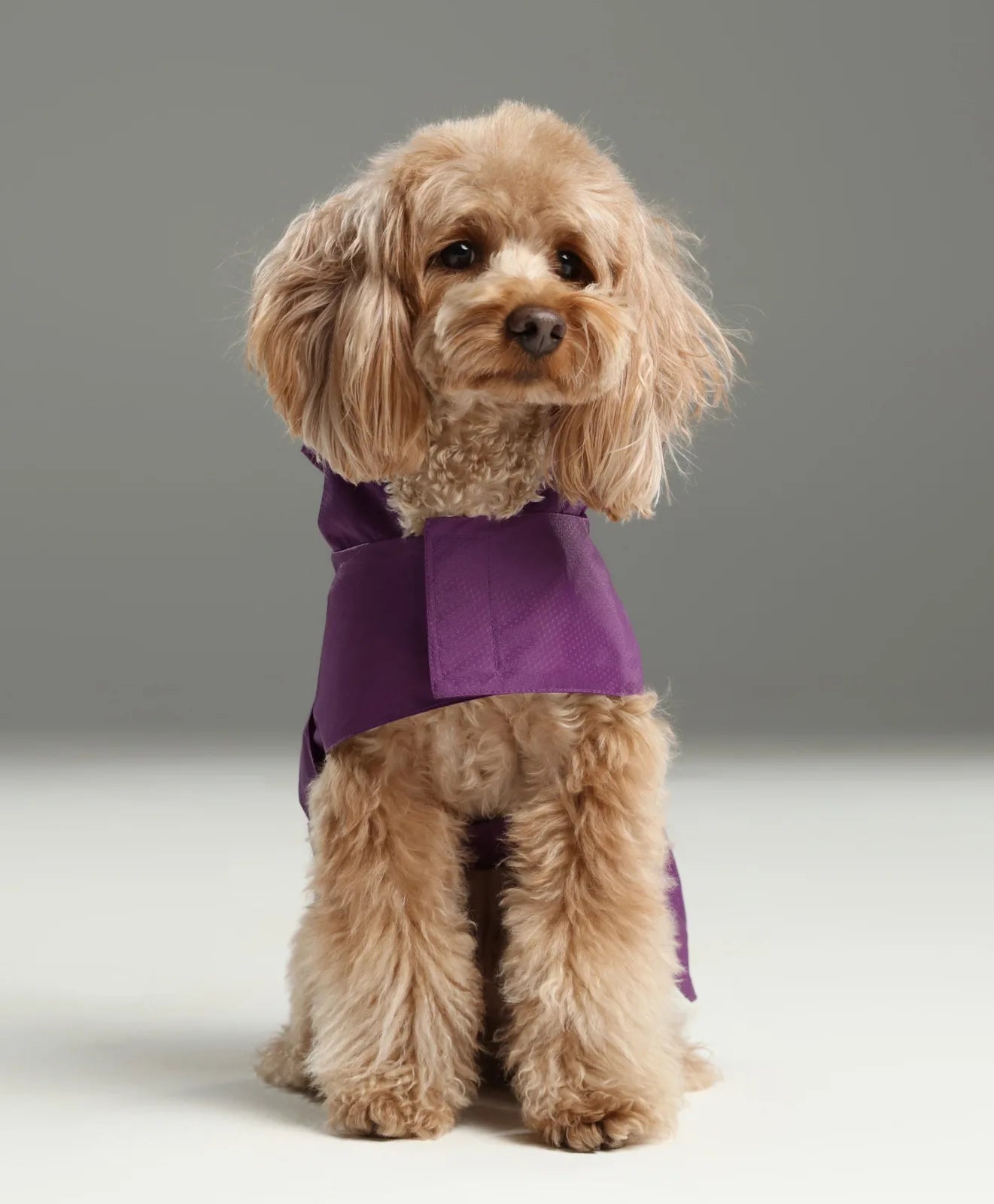 Fluffy dog in a purple raincoat, showcasing adjustable design and reflective detailing against a gray background.