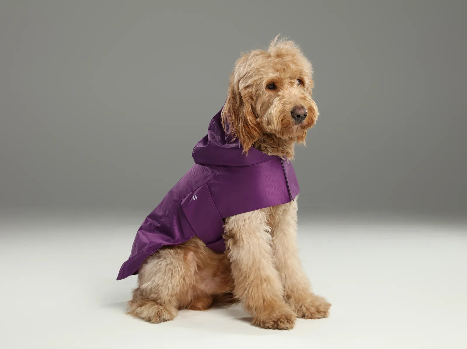 Purple lightweight raincoat on a fluffy dog, featuring a hood and adjustable straps for a secure fit.