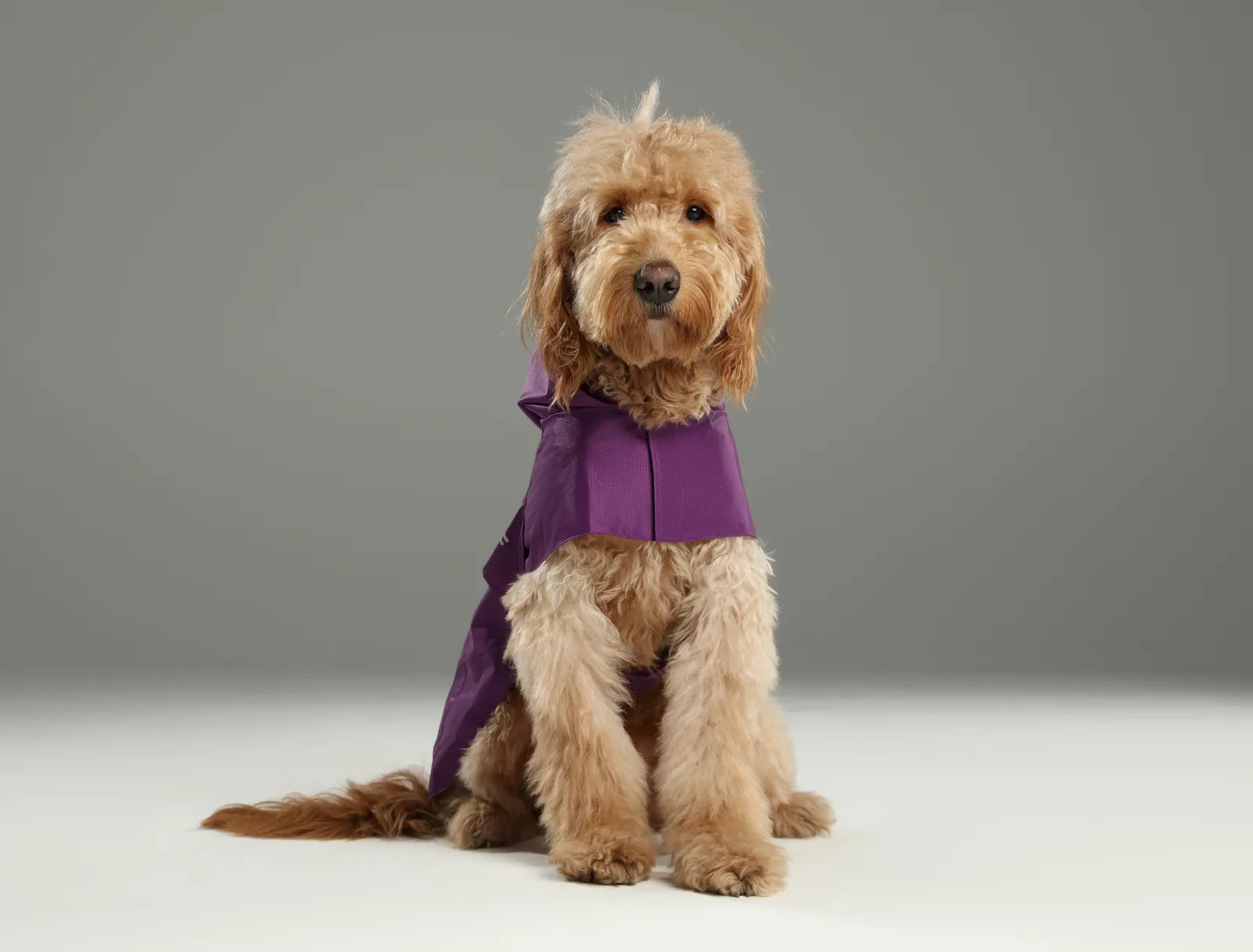 Purple lightweight raincoat on a fluffy dog, featuring a one-piece design and adjustable straps for a secure fit.