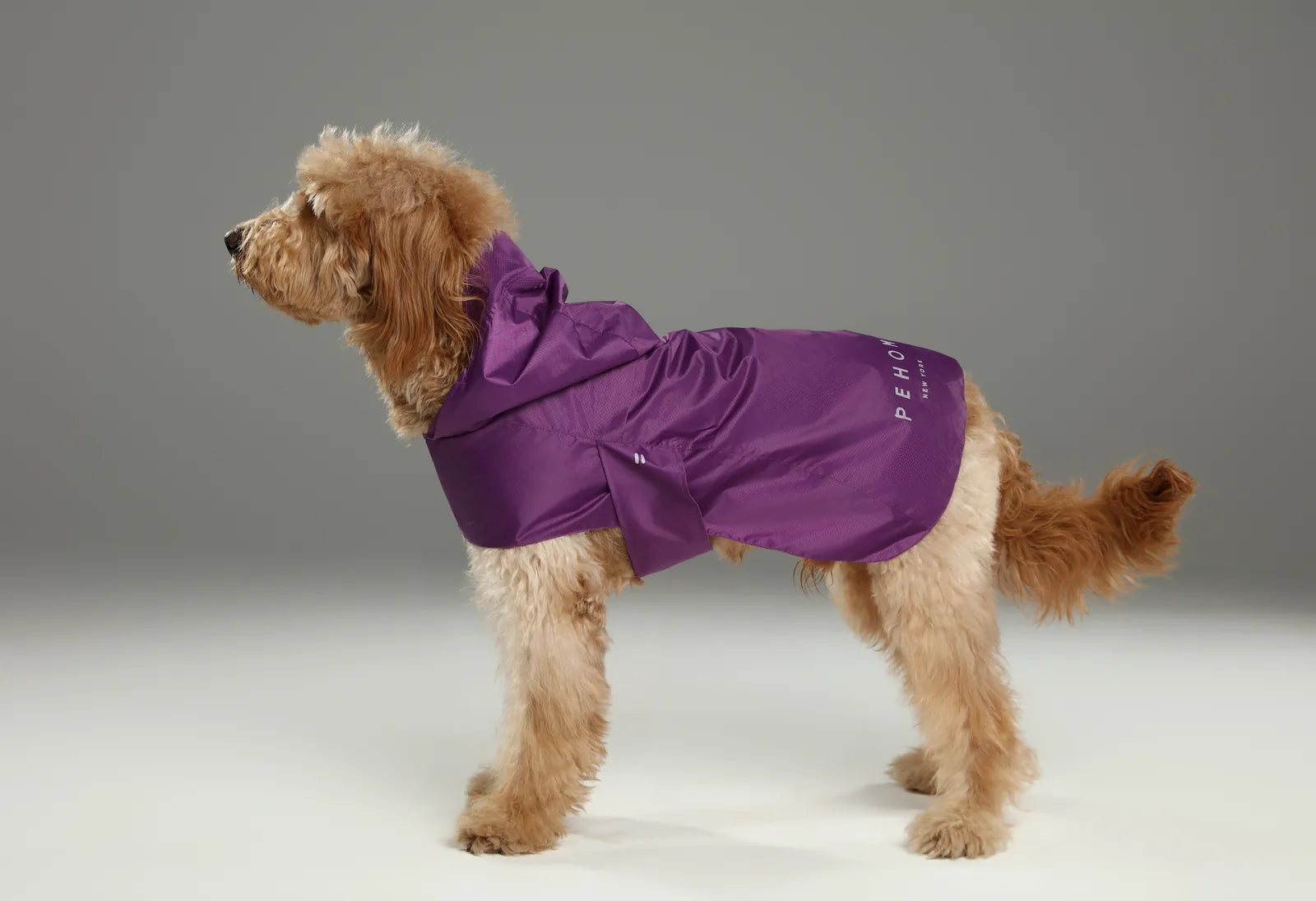 Purple lightweight raincoat on a shaggy dog, designed for comfort and visibility with adjustable straps.