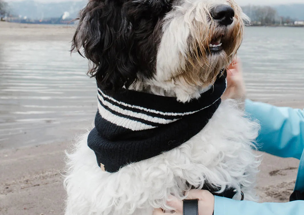 Cozy black and white striped bandana on a fluffy dog, set against a sandy beach and calm water backdrop.