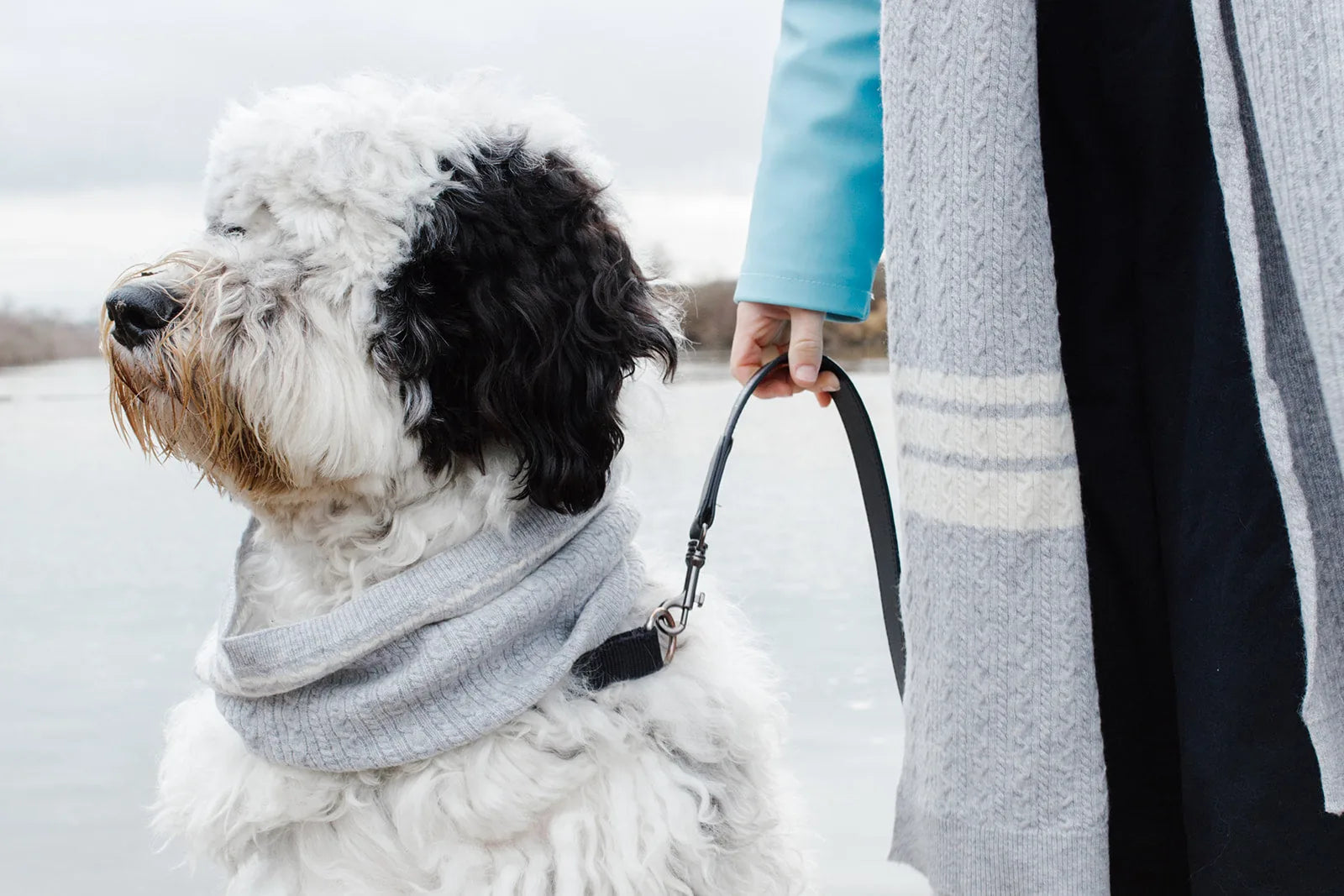 A fluffy dog wears a cozy heather grey cashmere blend scarf as it stands beside a person holding a leash.