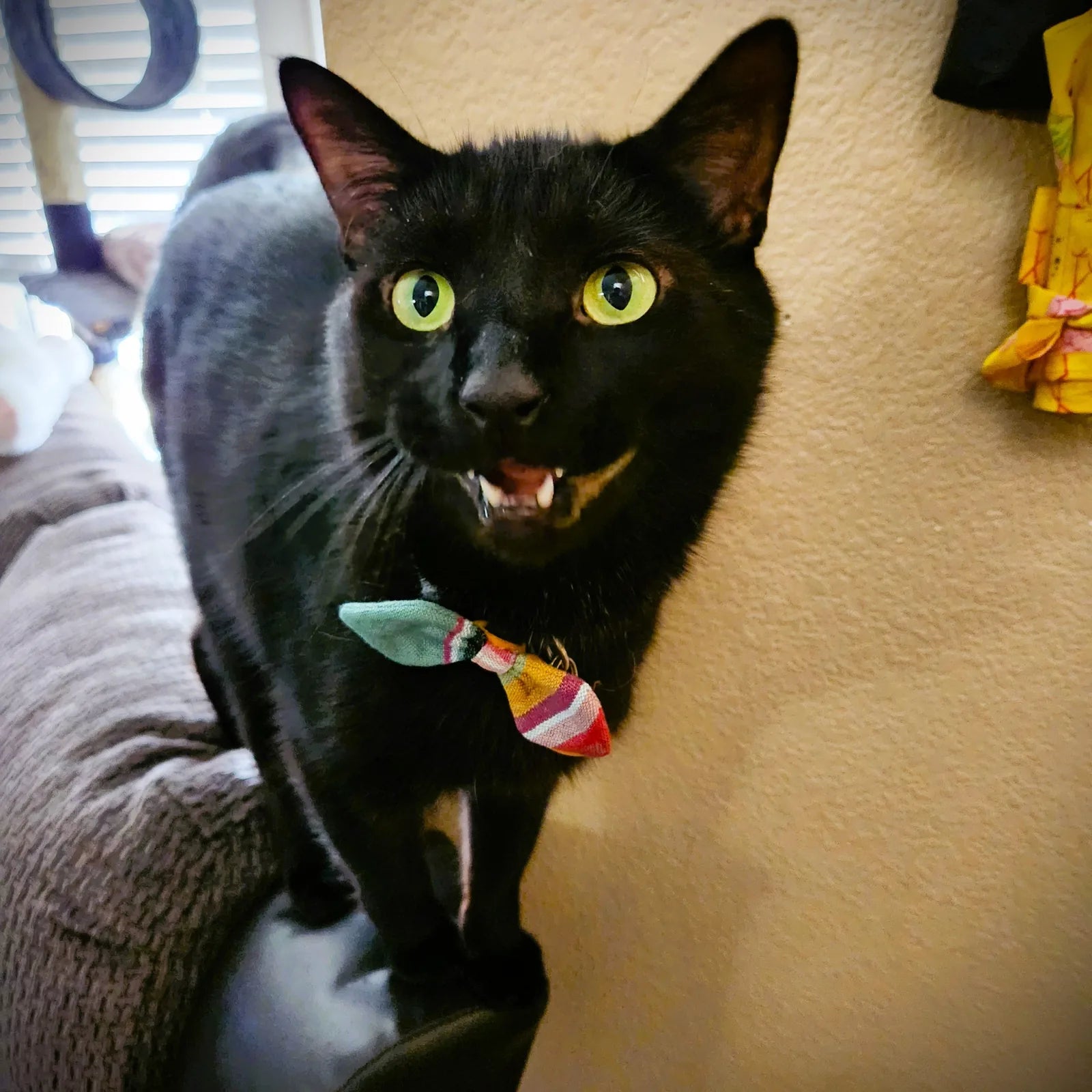 Black cat wearing a colorful bow tie, playfully engaged and standing on a sofa.