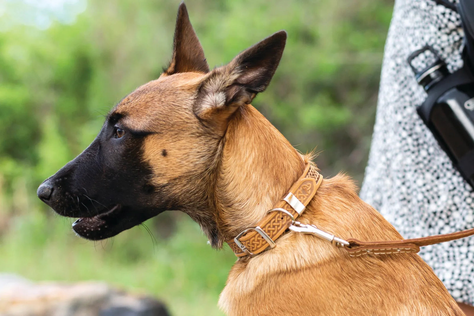 Celtic design leather dog collar in tan on a dog, showcasing durability and style for daily walks.