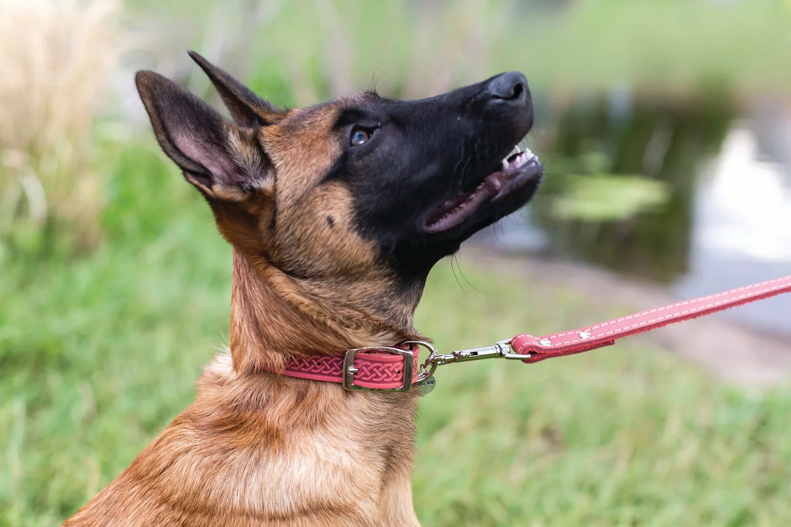 Quality leather dog collar in coral with a Celtic design, showcased on a dog outdoors with a lush green background.