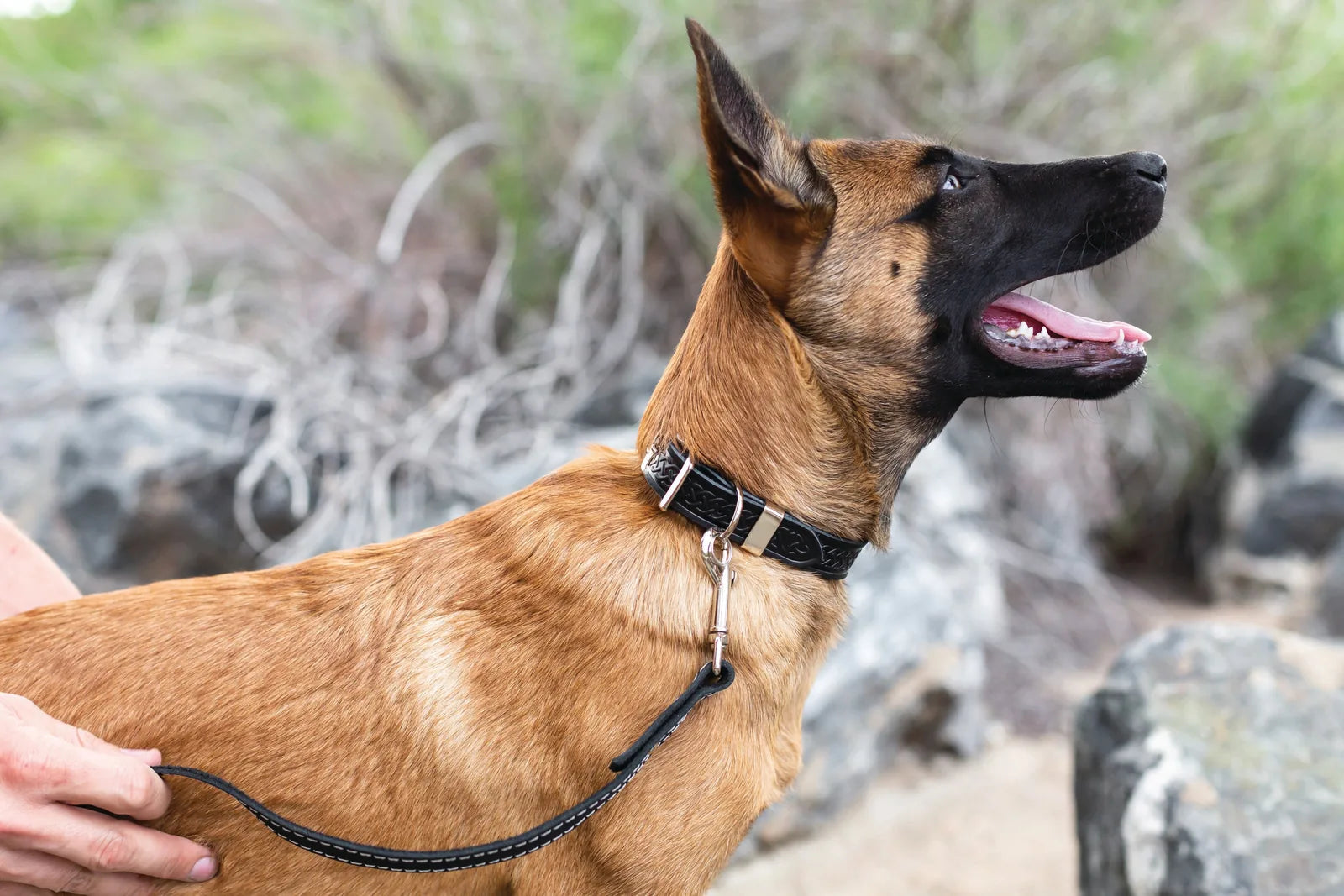 Quality leather dog collar in black with Celtic design, worn by a happy dog in a natural outdoor setting.