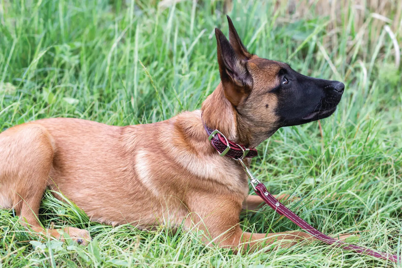 Burgundy leather dog collar with Celtic design on a relaxed dog lying in green grass.