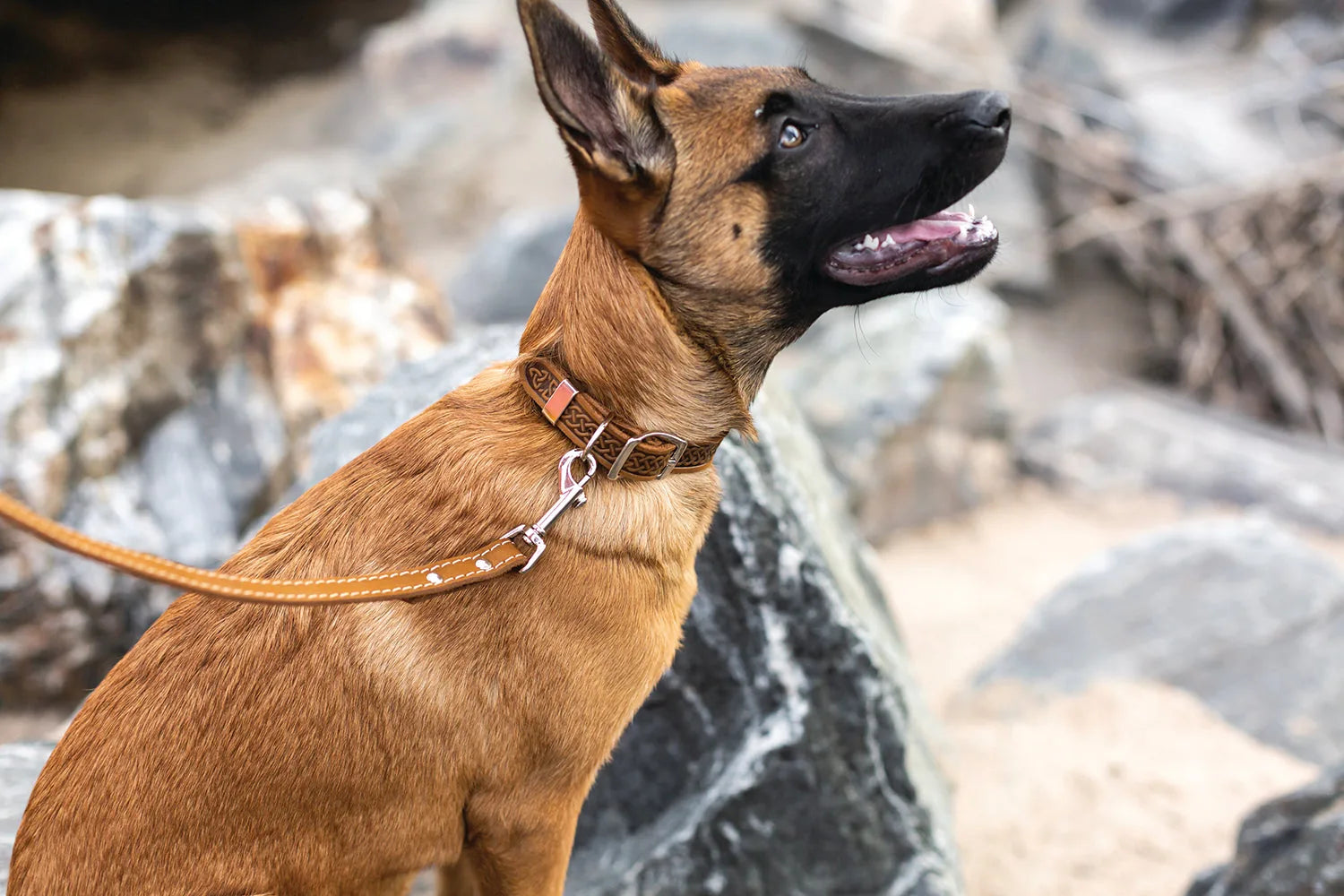 Quality leather dog collar with Celtic pattern, brown color, on a dog, set against rocky outdoor backdrop.