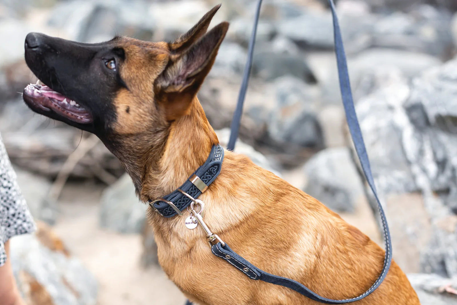 Quality leather dog collar in navy with Celtic design, worn by a brown dog, highlighting its durability and style.