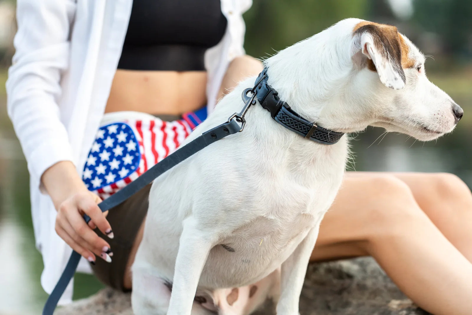 Celtic Sport Blue Jeans Leather Dog Collar on a white dog, showcasing a clean design with black hardware.