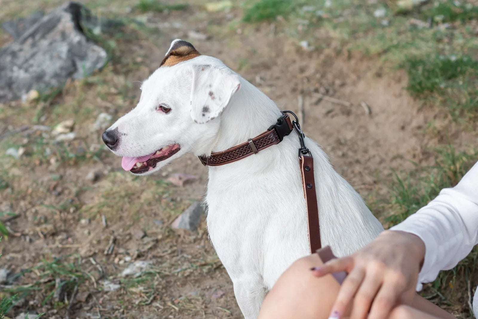White dog wearing a chocolate leather collar with Celtic design, sitting beside a person in nature.